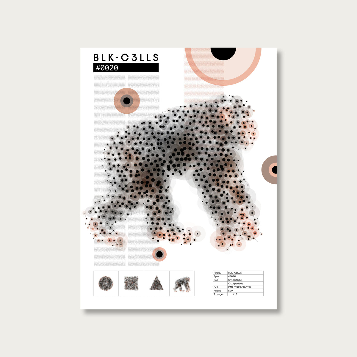 0020 chimpanze - Planche de specimen 60x80/90x120 - image variante
